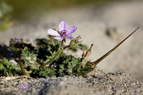 Redstem filaree