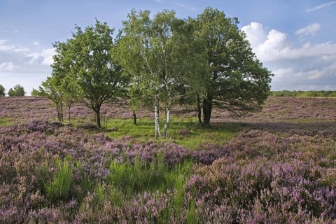 Heather flowering in heathland at the Hoge Kempen National Park