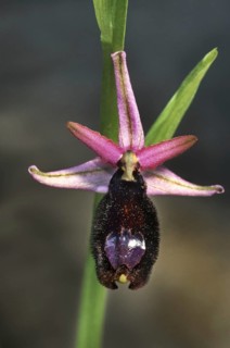 Bertoloni's Bee Orchid