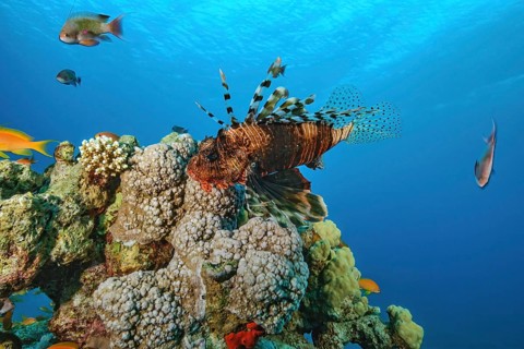 Common lionfish