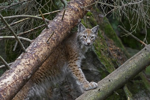 European lynx
