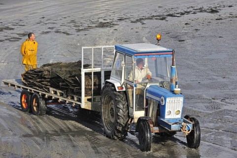 Tractor on beach returning with cartload full of cultivated oysters