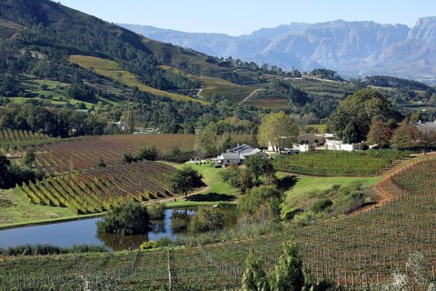 Vineyard on the outskirts of Stellenbosch