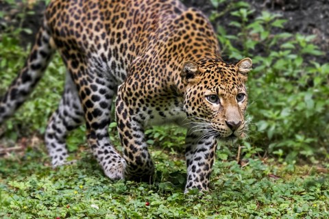 Javan leopard