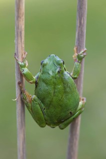 European tree frog
