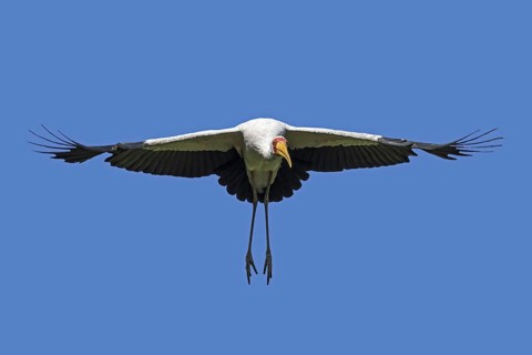 Yellow-billed stork