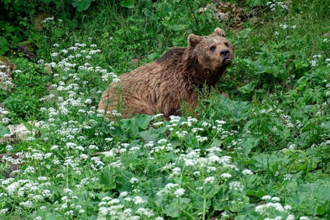 Brown bear in the bear sanctuary of Keterevo