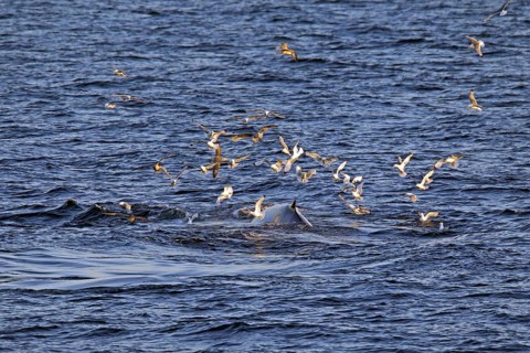 Seagulls swarming over surfacing blue whale