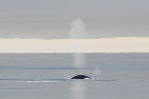 Blow through blowhole of blue whale