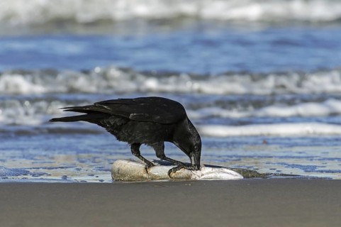 Scavenging carrion crow