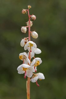 Round-leaved wintergreen