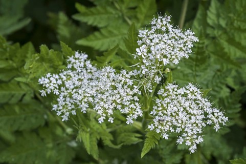 Sweet cicely