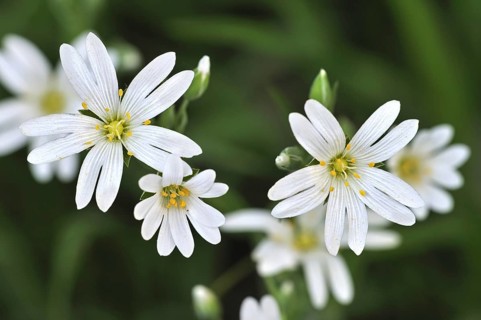 Greater stitchwort