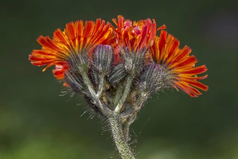 Fox-and-cubs