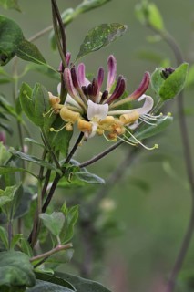 Common Honeysuckle