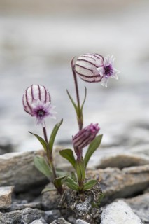 Polar campion