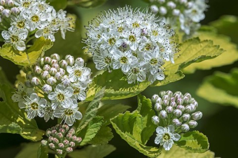 (Physocarpus) opulifolius Luteus, Physocarpus ribesifolius Aureus, ninebark Luteus, Golden