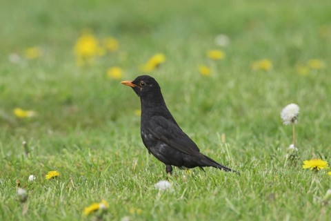 Eurasian blackbird