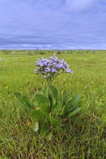 Common sea-lavender