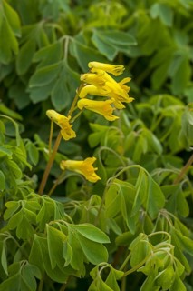 Rock fumewort