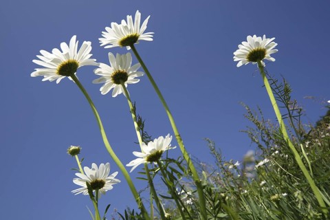 Marguerites
