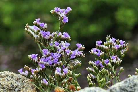 Rock sea lavender