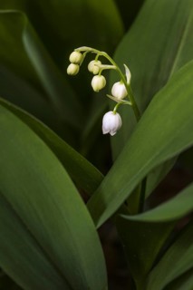 Lily of the Valley