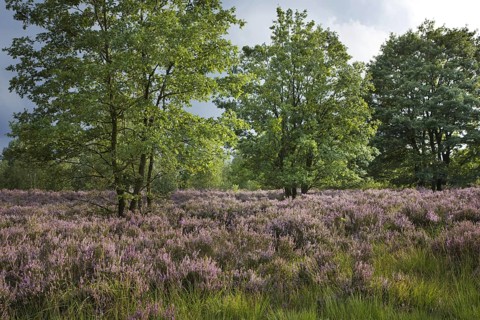 Heather flowering in heathland at the Hoge Kempen National Park
