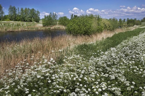 Cow parsley