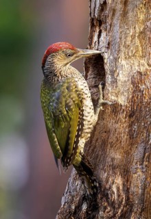 European green woodpecker