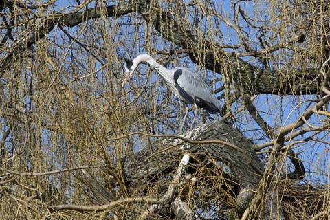 Grey heron
