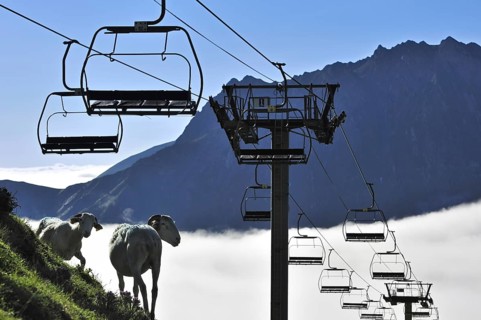 Sheep and empty chairlift in the mist at sunrise along the Col du Tourmalet in the Pyrenees