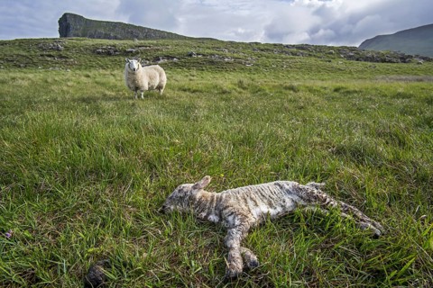 White sheep