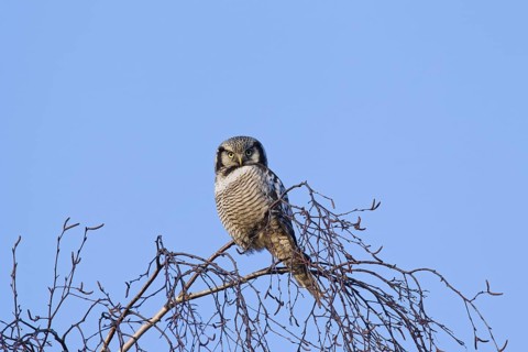 Northern hawk-owl