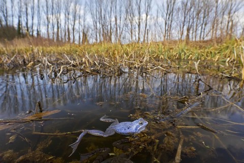 Moor Frog