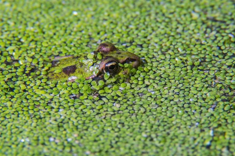Edible frog