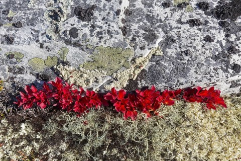 Alpine bearberry