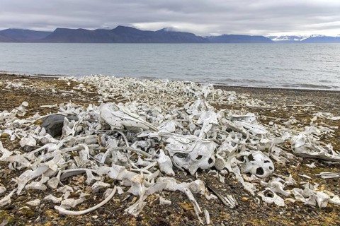 Beluga whale bones at the Bamsebu whaling station along Ingebrigtsenbukta bay shore near Kapp Toscana