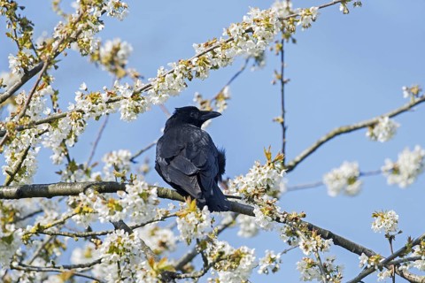 Carrion crow