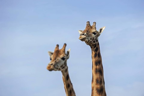 Male and female giraffes