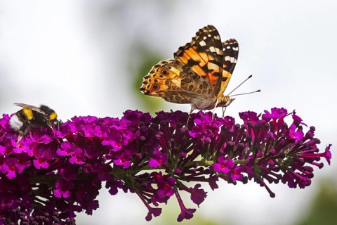 Painted Lady