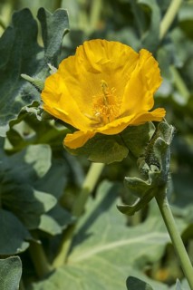 Yellow hornpoppy