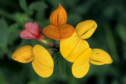 Common bird's-foot trefoil