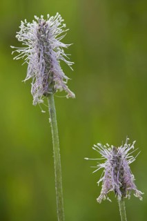 Hoary plantain