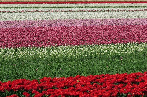 Colourful rows in field of cultivated tulips