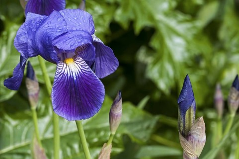 German Iris