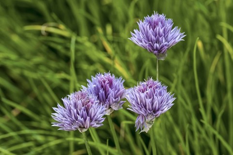 Chives