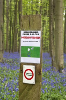 Prohibition sign prohibiting entrance and bluebells