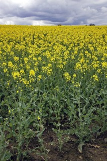 Field with rapeseed