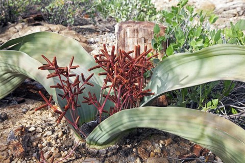 (Welwitschia mirabilis) male plant and cones in the petrified forest of Khorixas, Namibia, South